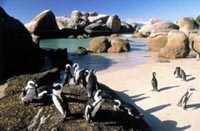 Shane English Cape Town