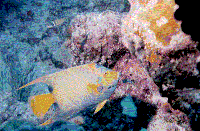 FLORIDA KEYS COMMUNITY COLLEGE