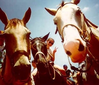 ノーステキサス大学